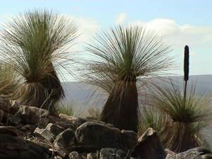 grass trees Sustainability – a Business Case