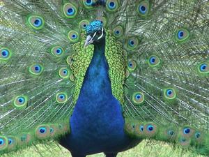 peacock Business as Sustainability Advocate